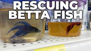 Stop Rescuing Betta Fish From Petsmart Petco Walmart Etc Youtube