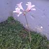 Single stem flowers with no leaves. Https Encrypted Tbn0 Gstatic Com Images Q Tbn And9gctvve3wyf Nbm3wgzreonit44xdueiew1iaoruisthpawfsrpci Usqp Cau