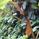 Image result for Musanga