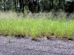 Image result for Eragrostis patula