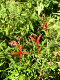 Image result for Aeollanthus ukamensis