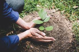 It is a good idea to have your soil tested to determine if it is lacking in any essential minerals and nutrients. 10 Golden Rules For Reforestation Show How To Plant Trees The Right Way Discover Magazine