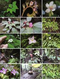 Image result for Ochthocharis dicellandroides