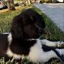 Profile Picture of Justin Moorman - AKC Pet Insurance (@akcpetinsurance.com) on Google