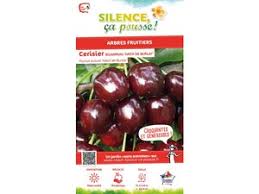 Cette variété de cerisier bigarreau précoce donne de gros fruits rouge foncé très savoureux. Cerisier Bigarreau Hatif De Burlat Silence Ca Pousse