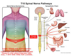 Medical Exhibits Demonstrative Aids Illustrations And Models