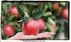Homemade Dormant Oil For Fruit Trees Farm Homestead