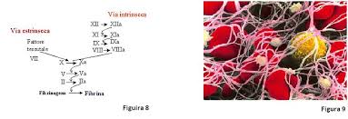 La via intrinseca è più lenta perché vede l'azione di tutti i fattori di coagulazione ed è attivata dal contatto con superfici diverse dall'endotelio. Cascata Della Coagulazione Foto Numero 9 Piastrine Ed Emazie Download Scientific Diagram