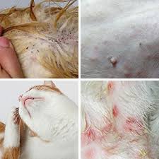 We did not find results for: How To Remove Flea Eggs From A Cat Matou Miaou
