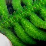 Image result for Hydrostachys polymorpha