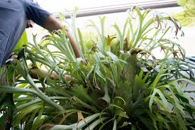 Staghorn ferns are valued for their highly variable and unusual growth habits. How To Turn Your House Into A Staghorn Fern Party The Horticult