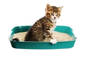 Jika diberi cecair sekerap mungkin mereka tidak akan dehydrate dan khasiat air kelapa muda tadi akan membersihkan segala bahan yang didalam perut mereka. Julap Untuk Kucing Dengan Sembelit Kebanyakan Kemudahan Julap Haiwan