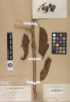 Image result for Ficus ottoniifolia