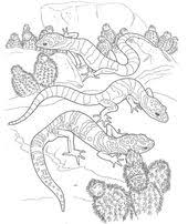 Desert Animals Coloring Pages Printable Desert Animals Coloring Desert Animals Coloring Pages In A Desert Animals Coloring Animal Coloring Pages Coloring Pages