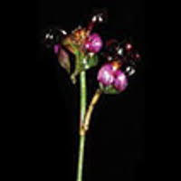 Image result for Coleotrype laurentii