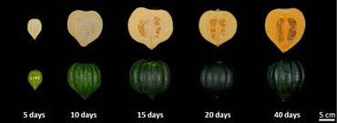 Have children complete the drawing. An Acorn Squash Cucurbita Pepo Ssp Ovifera Fruit And Seed Transcriptome As A Resource For The Study Of Fruit Traits In Cucurbita Horticulture Research