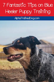 Check spelling or type a new query. 7 Fantastic Tips On Blue Heeler Puppy Training Alpha Trained Dog Heeler Puppies Blue Heeler Puppies Puppy Training