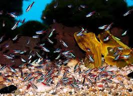 Tokyu Daphnia Fish Food For All For Tropical Fish Larva Fry 60 Gram Ad Ad Food Tropical Fish Neon Tetra Neon Tetra Fish Tetra Fish