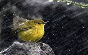 Bird On The Rain Wallpaper For Pc 9304 Wallpaper Rain Wallpapers Rain Bird Rain Photography