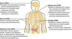 Download central nervous system stock photos. New Research Shows How Botox Enters The Central Nervous System Neuroscience News Peripheral Nervous System Enteric Nervous System Nervous System Anatomy