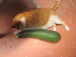 Cut up and cook the squash. How To Cook Extra Large Zucchini Stuffed Zucchini Boats Recipe Hubpages
