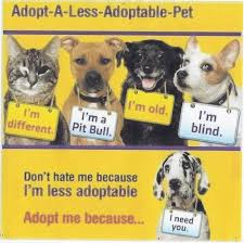 Passionate about pets and people. Adopt Dog Adoption Animal Shelter Homeless Pets