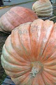 Image result for giant pumpkin