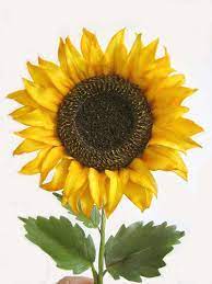 Gumpaste Sunflower Gum Paste Gum Paste Flowers Sugar Flowers