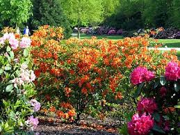 Steht der bevölkerung ganzjährig als stätte der bildung und als erholungsraum zur verfügung. Rhododendronpark Botanischer Garten Und Botanika Bremen Reisefuhrer