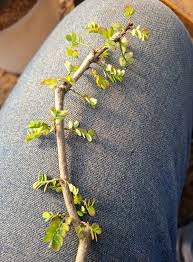 Image result for Phyllanthus polyspermus