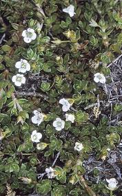 Image result for Mitrasacmopsis