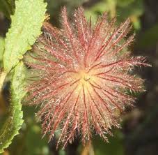 Image result for Triumfetta digitata