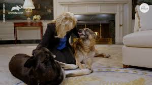 Biden pays emotional tribute after dog champ dies. Biden Dogs Temporarily In Delaware After Major Caused Minor Injury