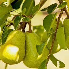 Which bear fruit and nuts the fastest? Pearcedale Pear Trees Fruit Trees Outdoor Plants