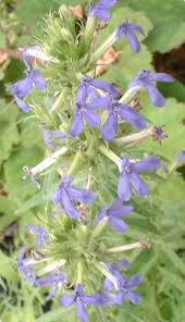 Image result for Lobelia trullifolia