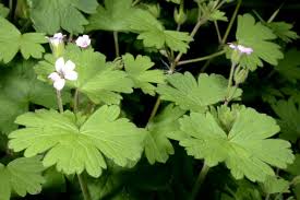 Image result for Geraniaceae