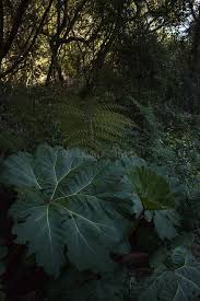 Image result for Myrothamnaceae