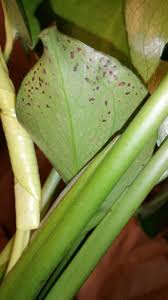 Brown spots on my monstera. Brown Spots On Underside Of Monstera Deliciosa Leaves Album On Imgur