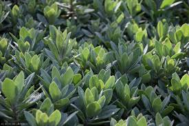 Image result for Kleinia grantii