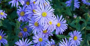 Image result for Aster