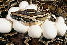 Because the plant is european, many cats of asian descent don't have the gene. Can Pet Snakes Eat Eggs Embora Pets
