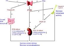 Image result for icd-10 code for secondary hyperparathyroidism