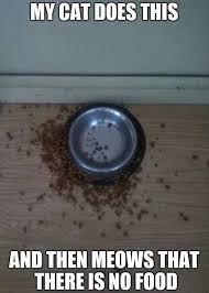 Meme Internet Meme My Cat Does This And Then Meows That There Is No Food Funny Animals Funny Animal Pictures Funny Animal Memes