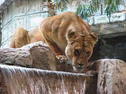 The Lion Habitat At The Mgm Grand Las Vegas Mgm Grand Las Vegas Las Vegas Trip Las Vegas Vacation