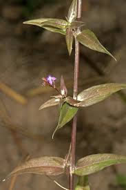 Image result for Oldenlandia affinis