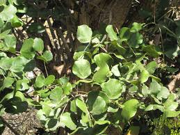 Image result for Erythrina abyssinica
