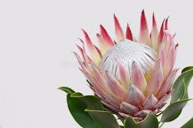 Red Protea Flower For Background Red Protea Flower On Black Background With Cop Sponsored Sponsored Affiliate In 2020 Protea Flower Bunch Of Flowers Protea Art
