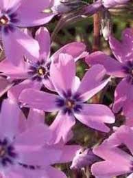 Comments (0) reviews (0) two colors there are 4 bunches of different sizes in the archive: Phlox Subulata Purple Beauty Flammenblume Garten Teppich Phlox Gunstig Kaufen