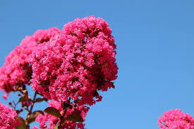Its hex code is #e75480, this more ominous tone of pink is composed of 90.6% reddish, 32.9% green, and 50.2% blue. Lagerstroemia Indica Lilac Summer Trees Exotic Dark Pink In Colour Summer Season Decorative Plants Botany Costs Pikist