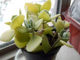 Kalanchoe Millotii Whenever I Water This Plant It Hardly Needs Any Water Seems Great Something About Velvety Fuzzy Plants That Catches T Plants Neat Water